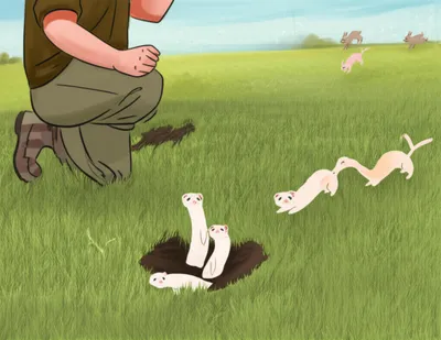 Illustration ferret - Image 1
