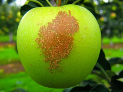 Illustration russets - Image 1