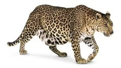 Illustration leopard - Image 2