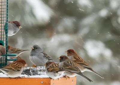 Illustration juncos - Image 1