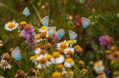 Illustration virgins - Image 1