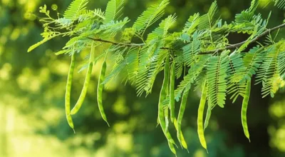 Illustration locusts - Image 1