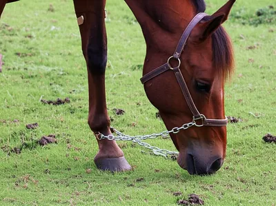 Illustration hobble chains - Image 2