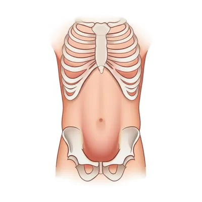 Illustration abdomen - Image 1