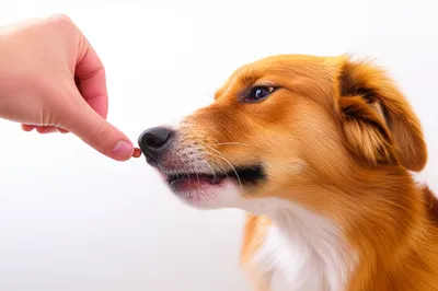 Illustration worm - Image 1