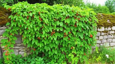 Illustration naturalizing - Image 1