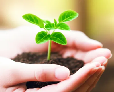 Illustration cradling - Image 1