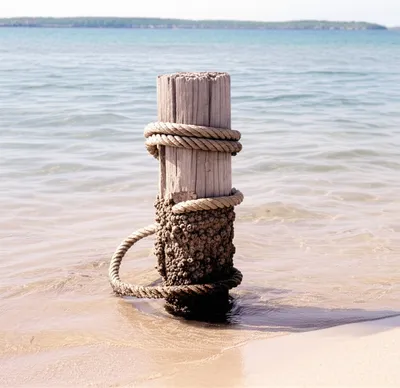 Illustration dolphin - Image 1