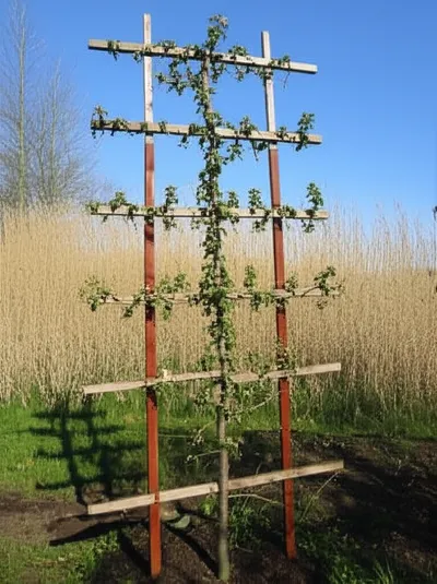 Illustration cordon - Image 1