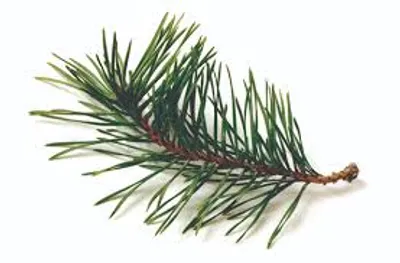 Illustration needle - Image 2