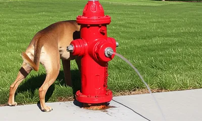 Illustration spray - Image 1