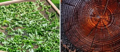 Illustration seasoning - Image 1