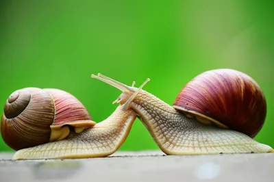 Illustration pip - Image 1