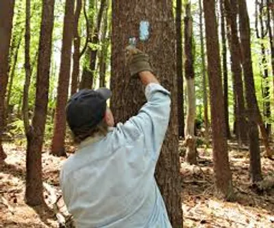 Illustration blaze - Image 2