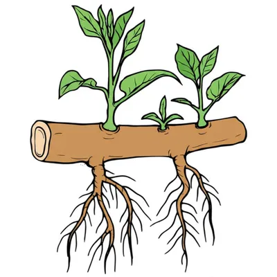 Illustration rhizome - Image 1