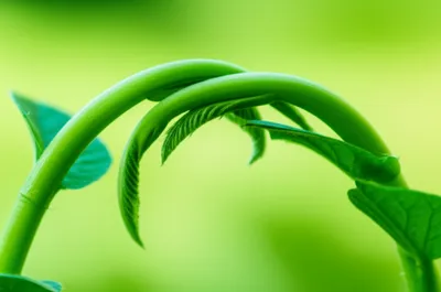 Hình ảnh minh họa connived - Ảnh 1