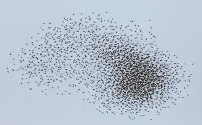 Illustration milling - Image 1