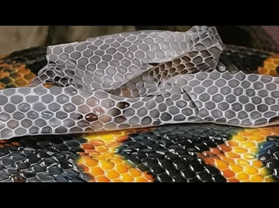 Illustration sloughed