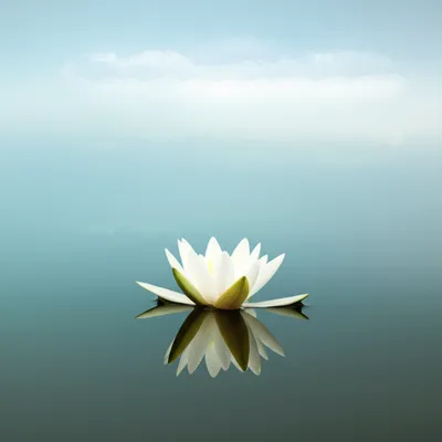 Illustration composed - Image 1