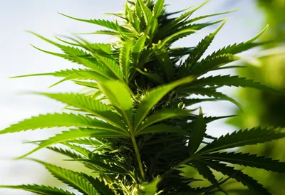 Illustration pot - Image 1