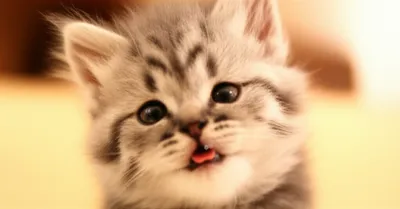 Illustration mewed - Image 1