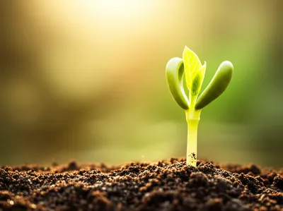 Illustration rises - Image 1