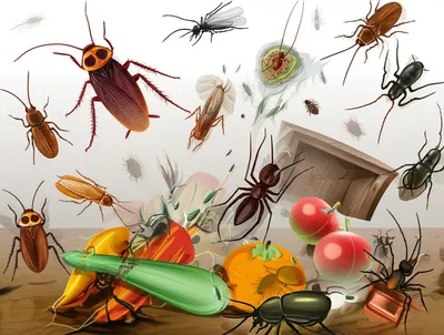 Illustration bug - Image 1