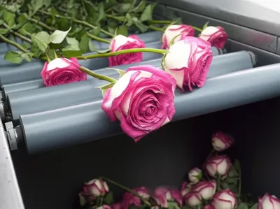 Illustration rejects - Image 1