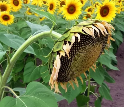 Illustration droop - Image 1