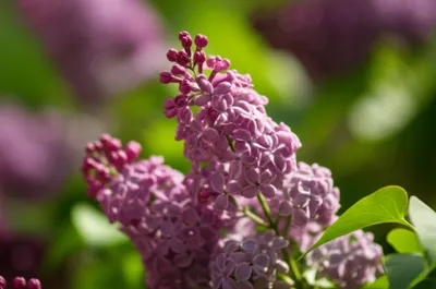 Illustration syringa - Image 1