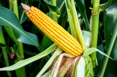 Illustration corn - Image 1