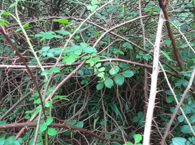 Illustration brake - Image 1