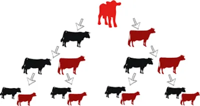 Illustration pedigree - Image 2