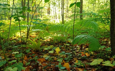 Illustration underbrush