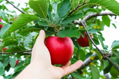 Illustration grabbed - Image 1