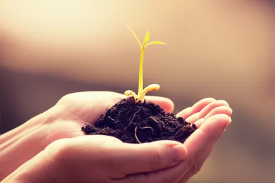 Illustration infancy - Image 1