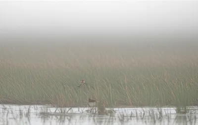 Illustration scape - Image 1