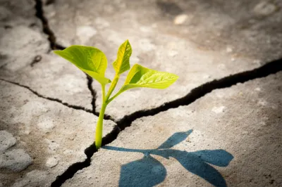 Illustration recommence