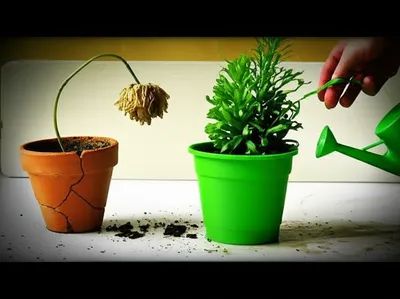 Illustration discouraged - Image 1