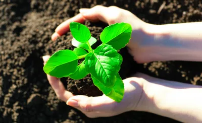 Illustration fostering - Image 1