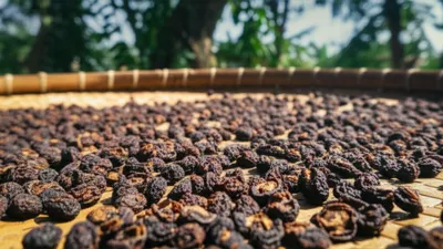 Illustration piper - Image 1