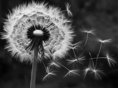 Illustration blowing - Image 1