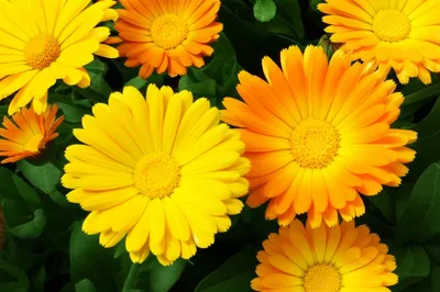 Illustration calendula