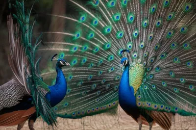 Illustration posturing - Image 1