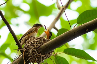 Illustration feeding - Image 1