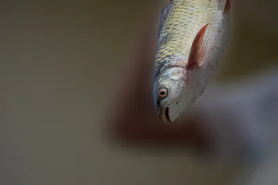 Illustration rudd - Image 2