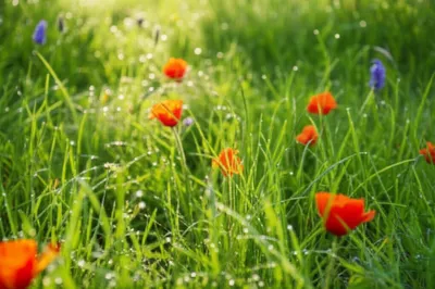 Illustration sheds - Image 1