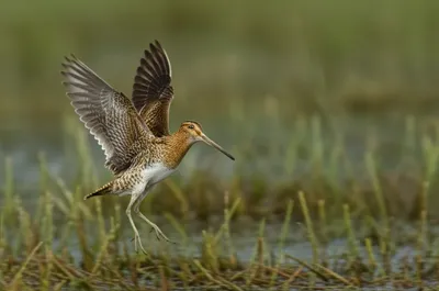 Illustration scape - Image 1