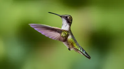 Illustration iridescent - Image 1