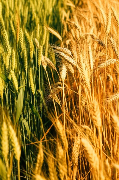 Illustration ripen - Image 1